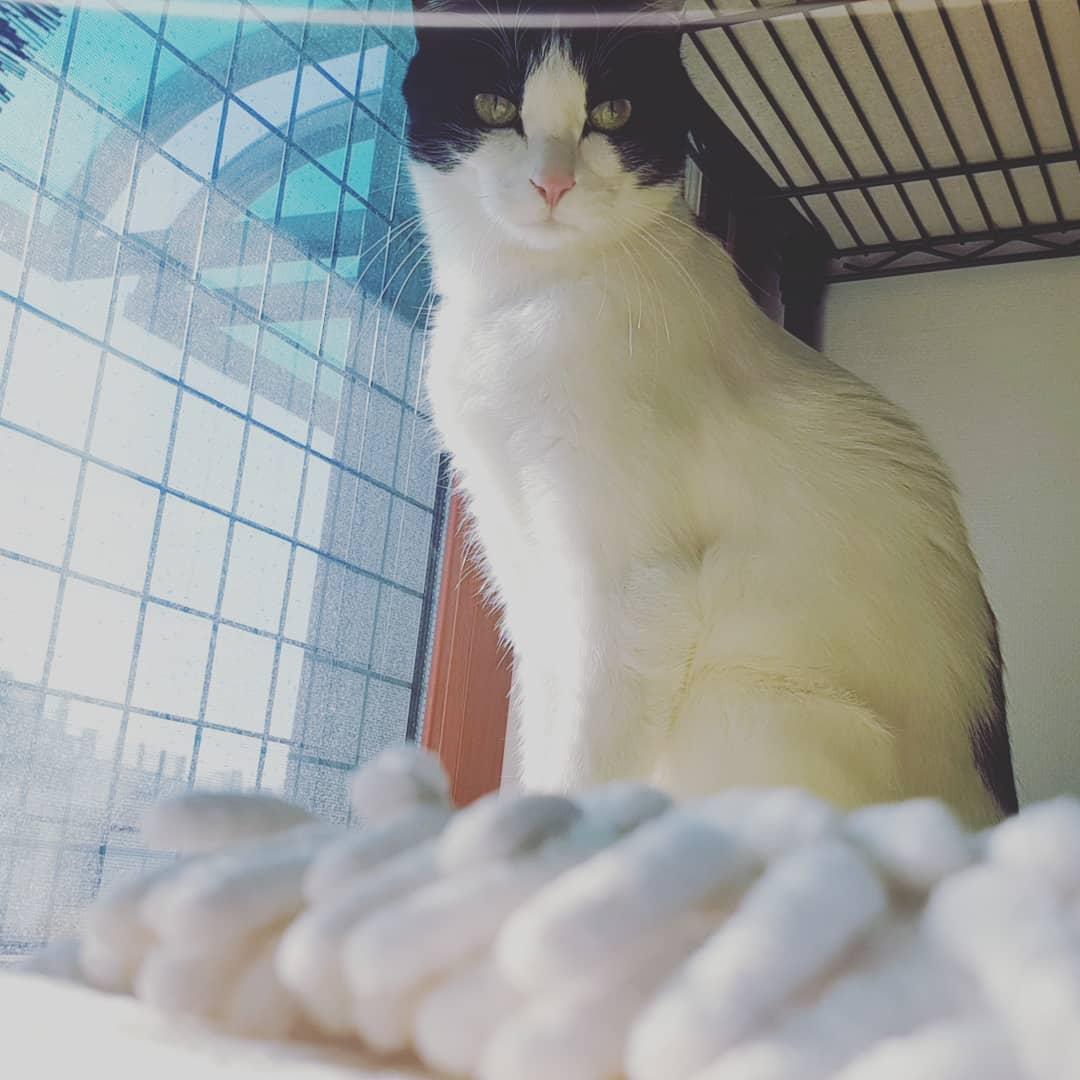 뚜냥이는 역시 햇빛 받을 때가 제일 이쁘다🥰