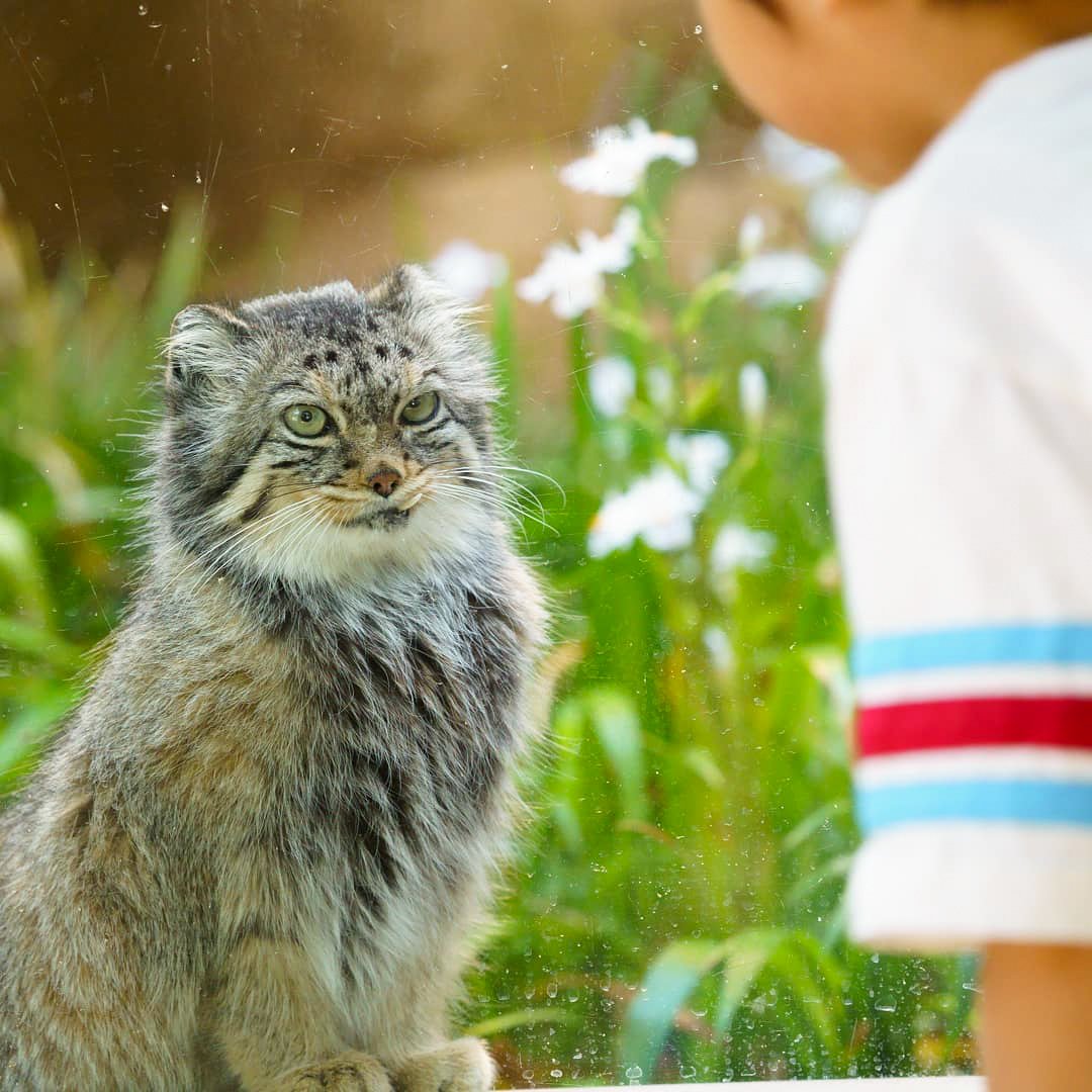 hum リング　6号　7/22 までのお値下げ16万円❣️ hum リング 6号 7/22 までのお値下げ16万円❣️ hum リング 6号 7/22