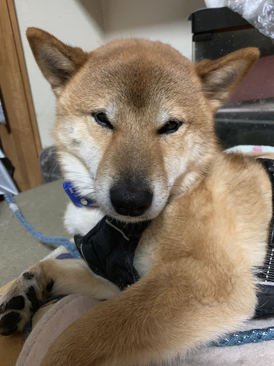 くまきち On Twitter ｶﾞｻｺﾞｿ 警備員 誰だ 坊っちゃん にゃ ん 警備員 なんだ 犬か 坊っちゃん 何でやねん 警備員 なんだ 猫か なんだネコか Shindanmaker Https T Co Tufect3lsr ฅ ﻌ ฅ ちぇ かぃ 柴犬 くまきちと坊っちゃん Https T Co