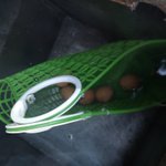 ツイートに含まれる画像