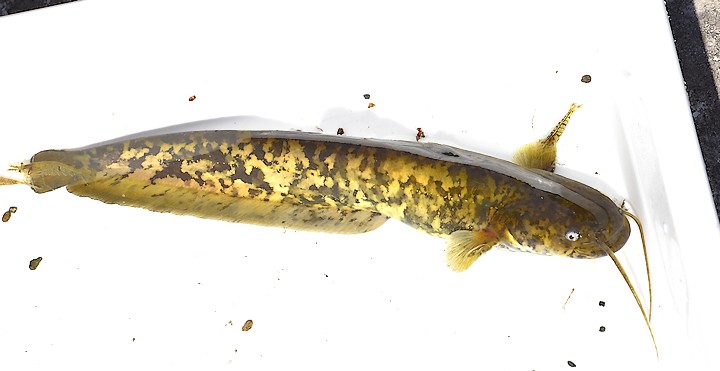 大和市自然観察センター 泉の森 Twitterissa 今日はわけあって境川と引地川の調査をしました 境川で採れたのが このナマズ 境川にはナマズがいるんですねぇ まだ小さかったので繁殖しているはずです 泉の森の生き物情報ではありませんが 面白かったのでご報告