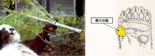 @keizi666 素晴らしい発想！
パンダと同じですね！！ 