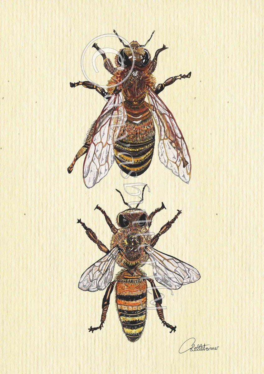 Honey Bee Picture Honey Bee Wall Art Bee Print Bee Painting Bee Artwork Bee  Gift Honey Bee Original - 'Honey Bee Duo' a lovely nature gift  https://t.co/GIBP5ZhnuJ #Nature artwork #Naturegifts #Bringtheoutdoorsin  #butterfly, image size:848x1200