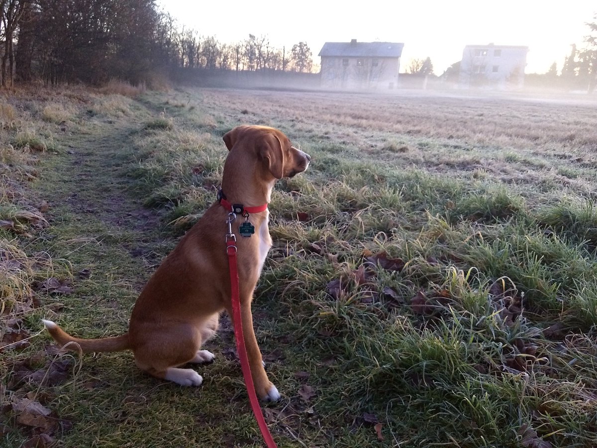 Buffmaster3's tweet image. Weihnachten. Zeit der Besinnung und des Frühnebels.

Ich glaube, heute knutsch ich mal die Katze. Das bringt die total aus dem Konzept.

Frohe Festtage euch allen.