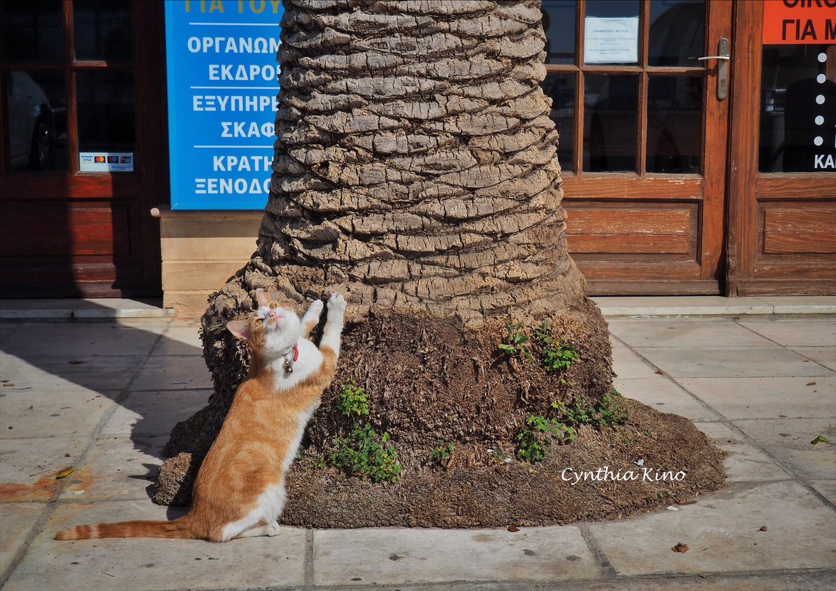 cynthiakino's tweet photo. ギリシャ キオス島(2019年)
天然の爪研ぎ。なかなか良い感じ(^-^)
#ネコ #猫 #cat #world_cat #ギリシャ #キオス島 #greece #chios https://t.co/1KTvYnsMHs