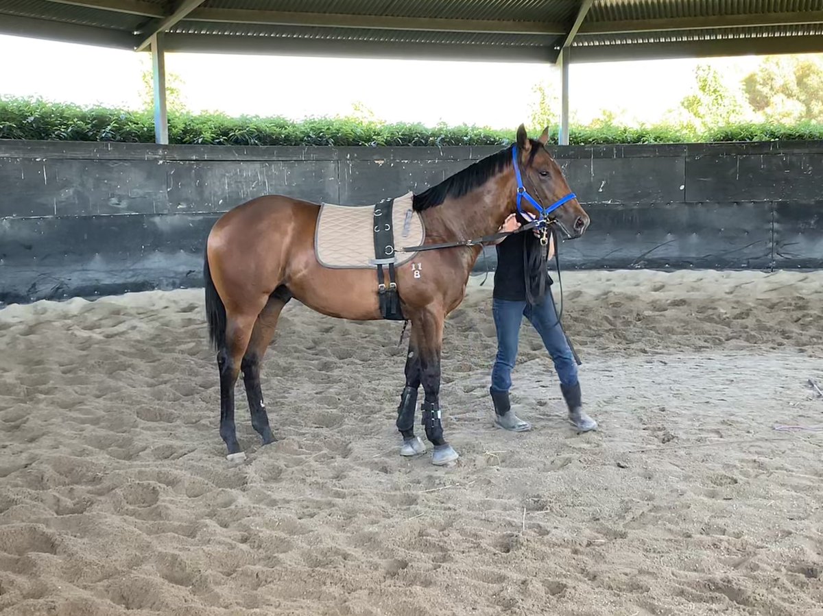 MuskCreekFarm's tweet photo. The @mmsnippets yearlings were exercised early today to beat the heat!! 10 days till we start the 2 days of travel to the Gold Coast from the Mornington Peninsula. Can’t wait to show you our draft!! #herewecome #thisbeast #star #peninsulapower https://t.co/8gu6i6a3mW