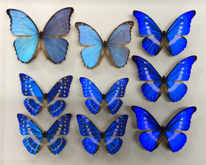 モルフォ蝶 幼虫 販売