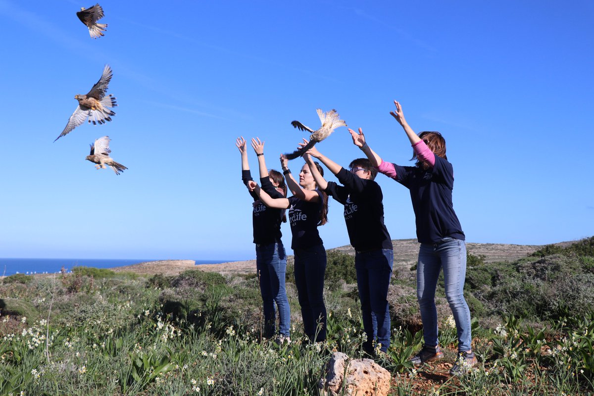 BirdLife_Malta's tweet photo. Thanks to members of the public utilising our injured birds service, around 100 birds have been successfully rehabilitated &amp; released back into the wild this year so far. If you want to support us in our work with injured birds, visit https://t.co/INexh8jLBU to donate! 2/2 https://t.co/V4MoWXIKIg
