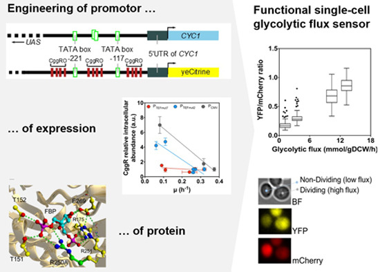 Mol Syst Biol (@molsystbiol) on Twitter photo A biosensor of glycolytic flux in single cells, based on detecting fructose‐1,6‐phosphate (FBP) as a flux‐signalling metabolite --> bit.ly/2ECs5bt from @HeinemannLab <a href="/univgroningen/">University of Groningen</a>
#metabolism #SingleCell A biosensor of glycolytic flux in single cells, based on detecting fructose‐1,6‐phosphate (FBP) as a flux‐signalling metabolite --> bit.ly/2ECs5bt from @HeinemannLab <a href="/univgroningen/">University of Groningen</a>
#metabolism #SingleCell