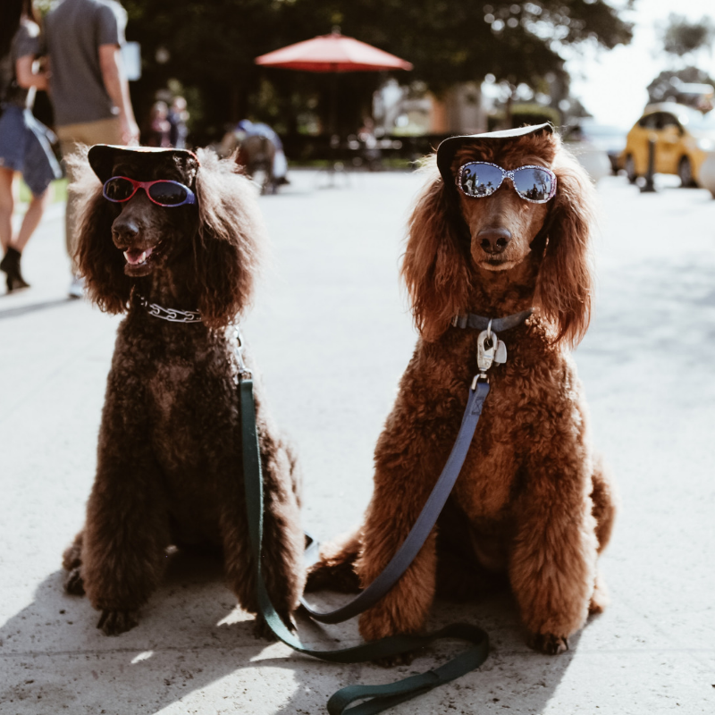 CountdownPlus's tweet photo. Raise your paws if you are a dog lover! 🐕Here's a fun idea, use #countdownplus to keep track of your pets birthday! https://t.co/bpSOVyGM9r