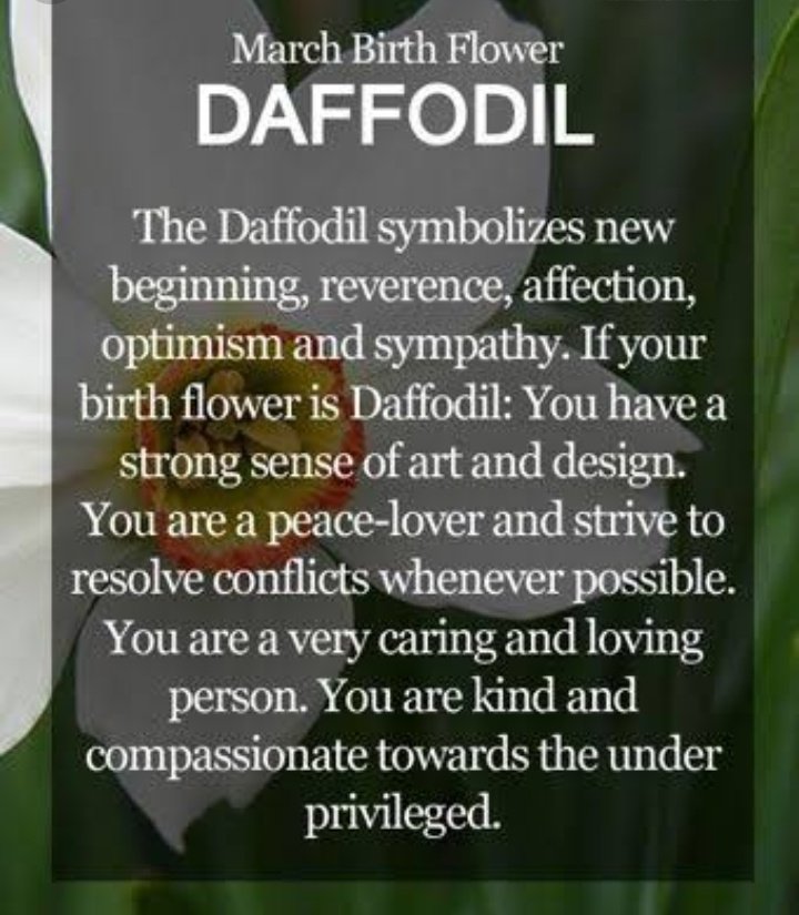 YOONGIMarch 9Birth Flower: Daffodil-Daffodils signifies admiration and compassion. Those born with the birthflower of daffodils contemplates often about life and they have a strong sense of art and design.(Yoongi once said he's into furnitures and interior design.)