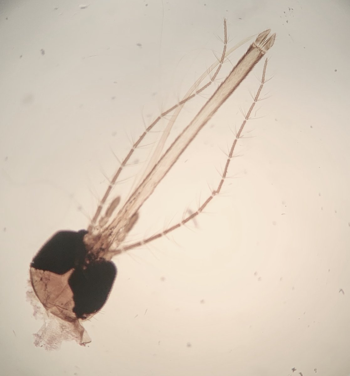 gmaillet63's tweet photo. J'ai enfin reçu mon adaptateur de téléphone pour mon microscope!! 
Petit jeu...qui suis-je?
#Microscopy #Biology #PhotoMystere https://t.co/k8os5XnhwY