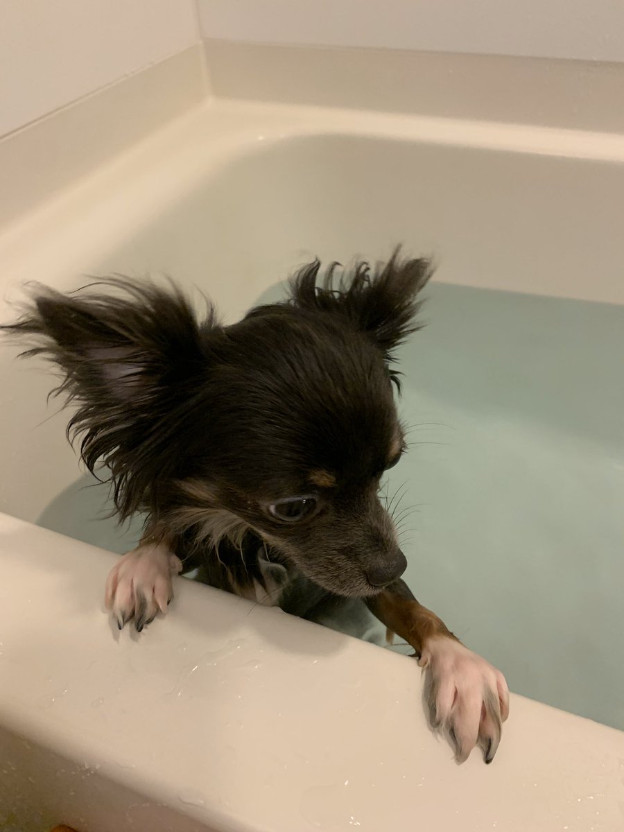 12月に疲れてる皆さん？

ちくわの入浴シーンです。
(<a href="/GARTE_DOG/">ちくわ 【チワワ🐶】</a> )
