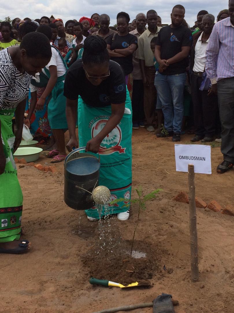 ChizumaMartha's tweet image. This morning we planted 2500 trees at Mkhunkhu  school in Lumbadzi. The schools catchment area is completely deforested making it vulnerable to side effects of winter, rain and summer seasons which affects school attendance. #TreePlantingSeason