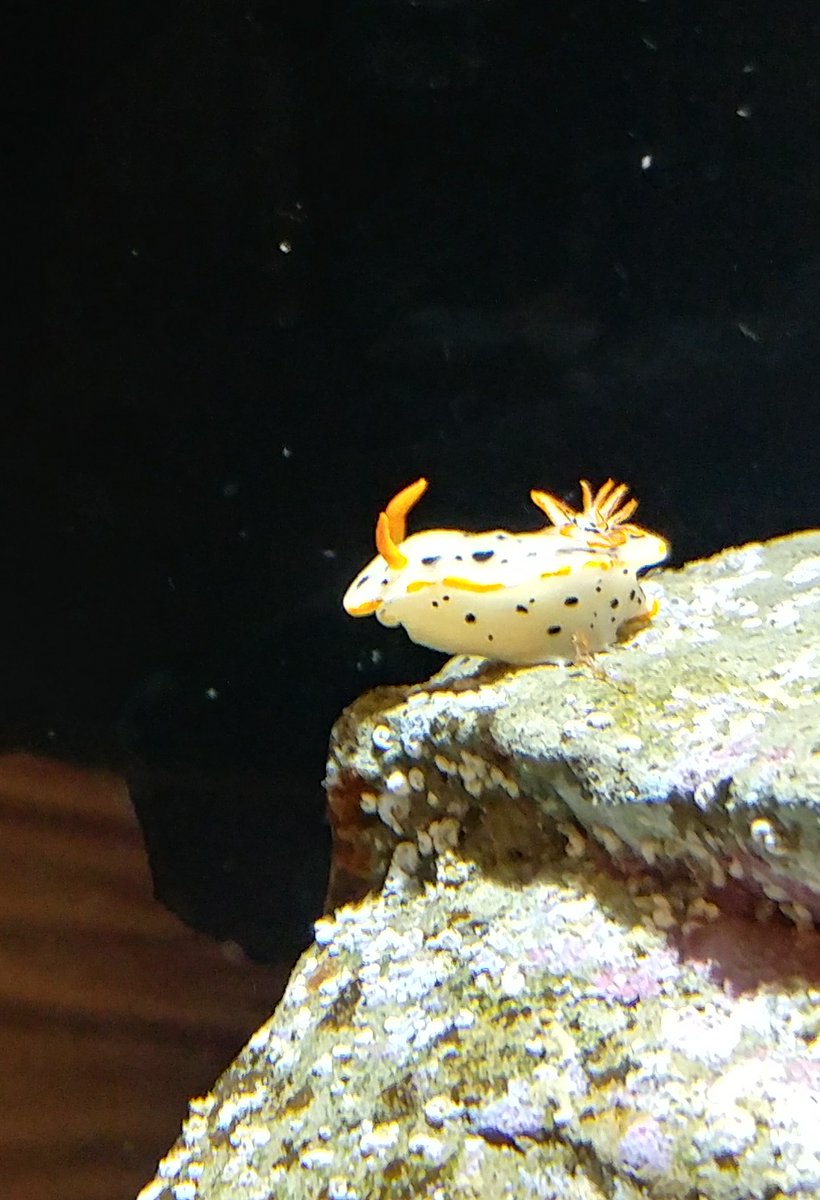 Uzivatel 甘水 甘 Na Twitteru Seaslug Friday このタグの癒しが神レベル ウミウシな金曜日 とのこと ウミウシかわいい超かわいい せっかくだし拙作の ウミウシなセイカツ 無料でnoteにて公開しようかな ウミウシ達がわちゃわちゃする完全な趣味小説です あと Uzivatel 甘水 甘 Na Twitteru Seaslug Friday このタグの癒しが神レベル ウミウシな金曜日 とのこと ウミウシかわいい超かわいい せっかくだし拙作の ウミウシなセイカツ 無料でnoteにて公開しようかな ウミウシ達がわちゃわちゃする完全な趣味小説です あと