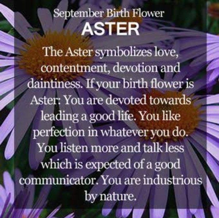 KOOKIESeptember 1Birth Flower: Aster-Aster symbolized devotion and daintiness. Those born on this birth flower like perfection in whatever they do.(We all know how conscious jungkook is when it comes to his voice, dance and his percormance.)