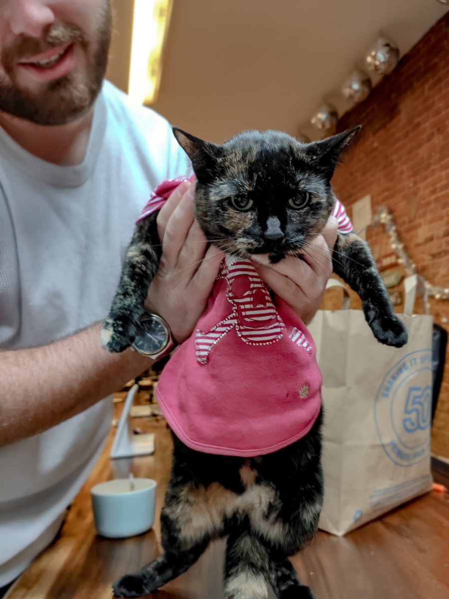 _FunAmsterdam's tweet photo. It's National Ugly Christmas Sweater Day,  and our office cat Truffles is rocking his Christmas sweater. He sure is ready for the sweater weather season. https://t.co/PplufEazRu