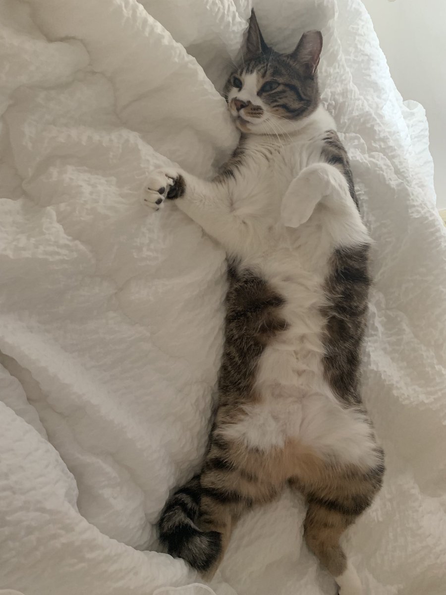 #우쭈쭈어워드2019 
우리 호떡이는 누워서 뒹군다고 수고 많았어어~!! 
bestof2019.bemypet.kr