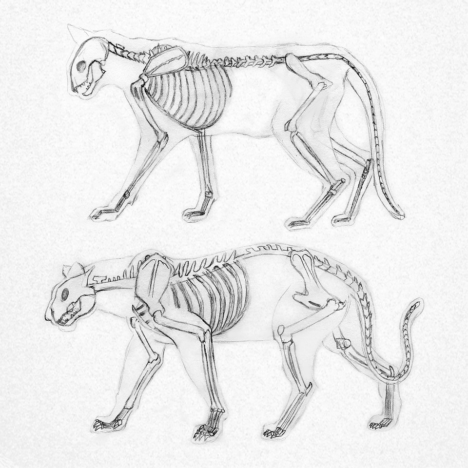 Horse, cat and panther skeleton studies :) #practicedrawing #animalskeletondrawing #catskeleton #pantherskeleton #horseskeleton