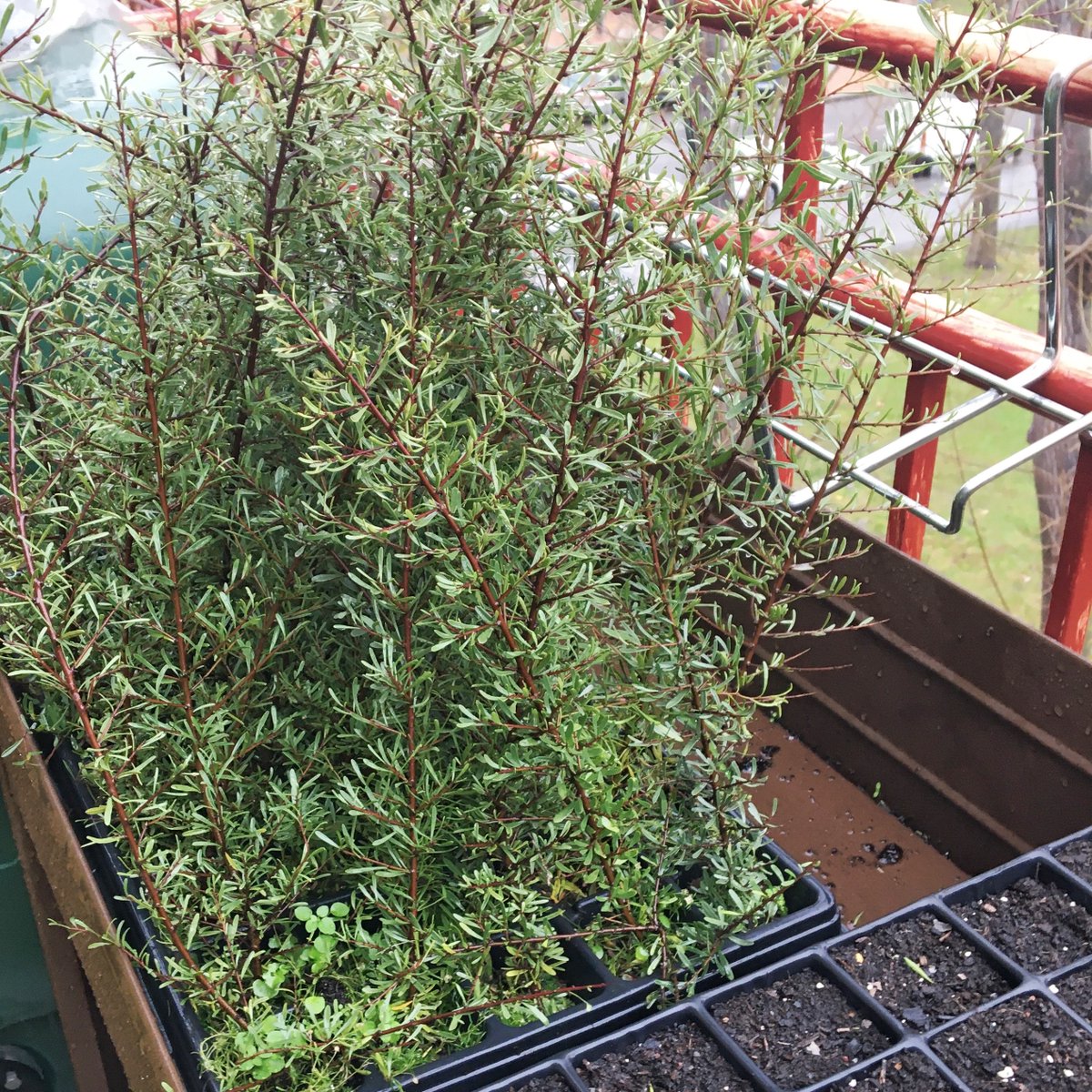 reforesta_ong's tweet photo. En la oficina de Reforesta, el balcón se ha convertido en un pequeño #vivero improvisado. Y estos plantones están felices con tanta #lluvia mientras esperan su momento para ser trasplantados por nuestros socios y #voluntarios. 2020 será su año 😊 https://t.co/FTCDWezDvN