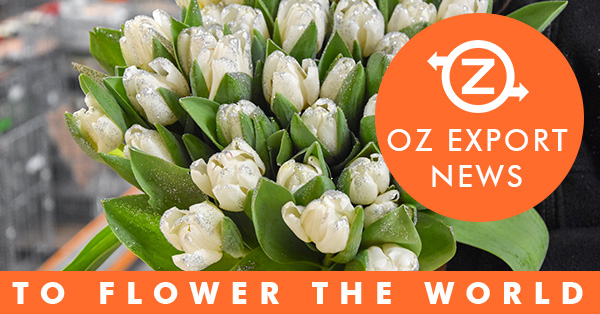 OZ Export tweet media