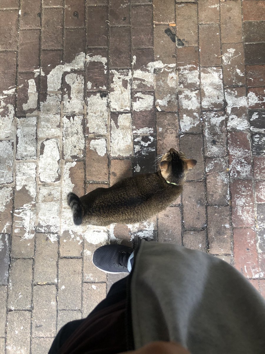 JBGCheung's tweet photo. Lovely cat😍 https://t.co/jR8kWOA3rg