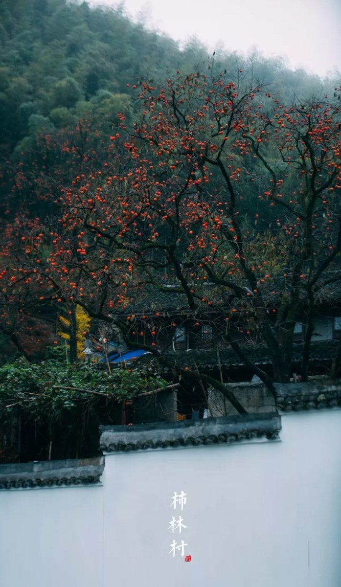 OTOP_CHINA's tweet photo. The blue slate road, blue eaves of the houses, as well as small persimmons dotted around the village like red lanterns, creating the perfect picture of a Chinese mountain village. Every autumn, the Shilin Village.(Image Credit: network) #uniquevillage #persimmontrees #autumn https://t.co/NPhBisEAPP