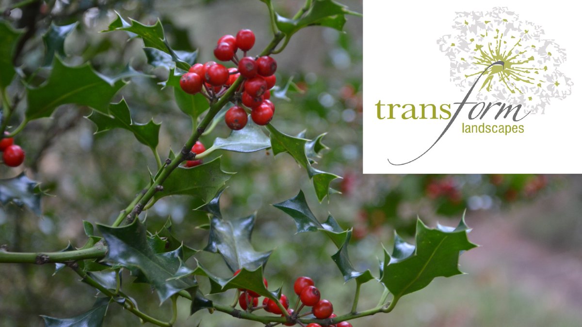 Festive Greetings from the Transform Landscapes Team 🎄