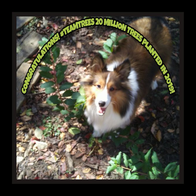 Congratulations! 20 million trees planted!!!#TeamTrees https://t.co/atrdIJITQt<a href="/tag/teamtrees"class="tags">#TeamTrees</a>