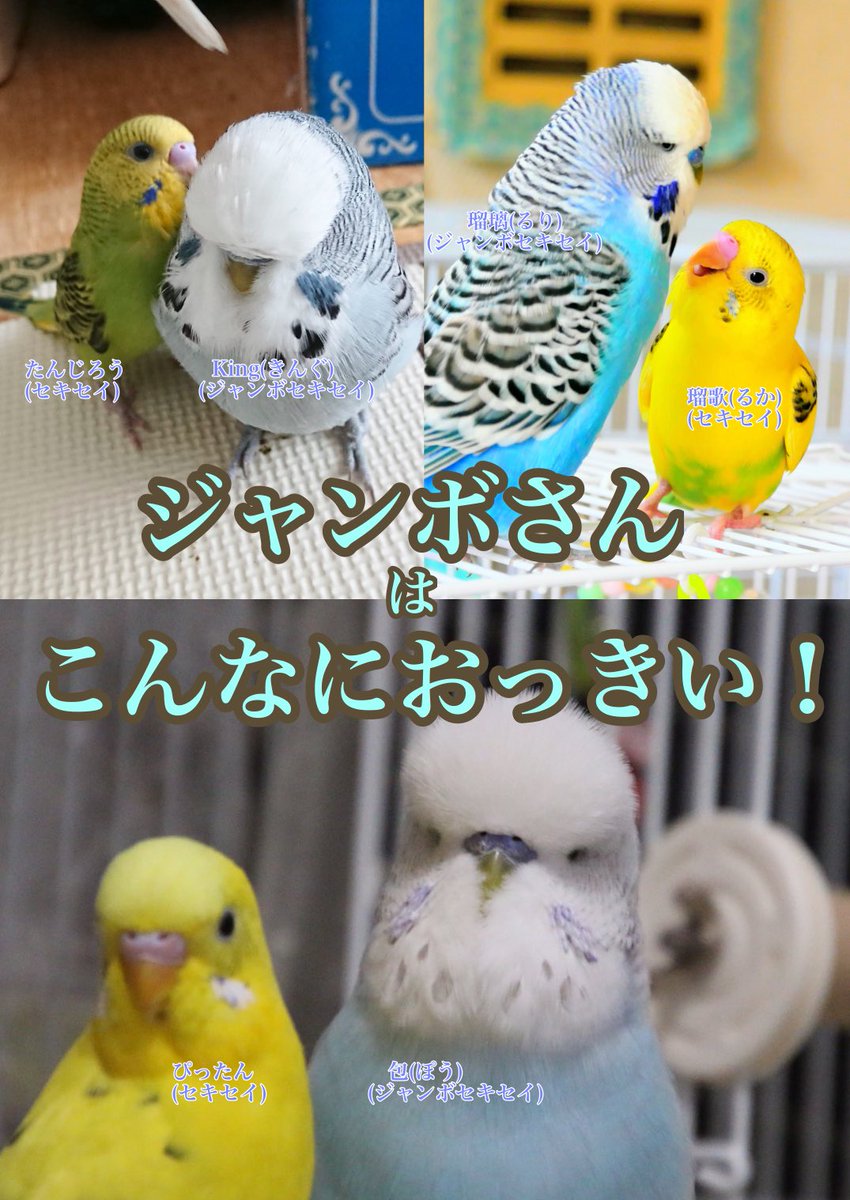 鳥作家 Hikaru على تويتر セキセイはね 小さくて可愛いの ジャンボはね 大きくて可愛いの ジャンボセキセイインコ ジャンボ可愛さ普及委員会 月刊ジャンボ