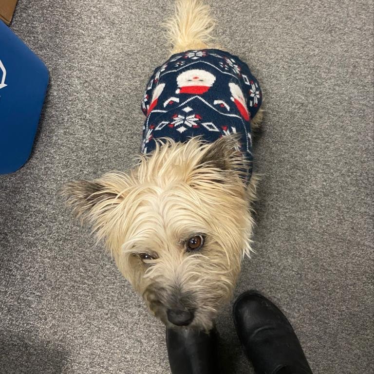 It's #FestiveFriday here at <a href="/ClesseUK/">ClesseUK</a>  - don't forget that we're closing early until &amp; won't be back until the 2nd of January! 🎄🌟🎁