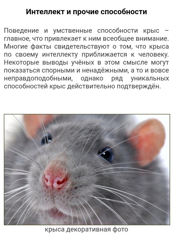 Почему мышь назвали мышью. Самые умные крысы. Крыса умное животное. Крысы очень умные животные. Самые умные мыши.