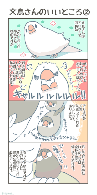 怒る姿もかわいらしいのです。

#buncho #javasparrow #文鳥 