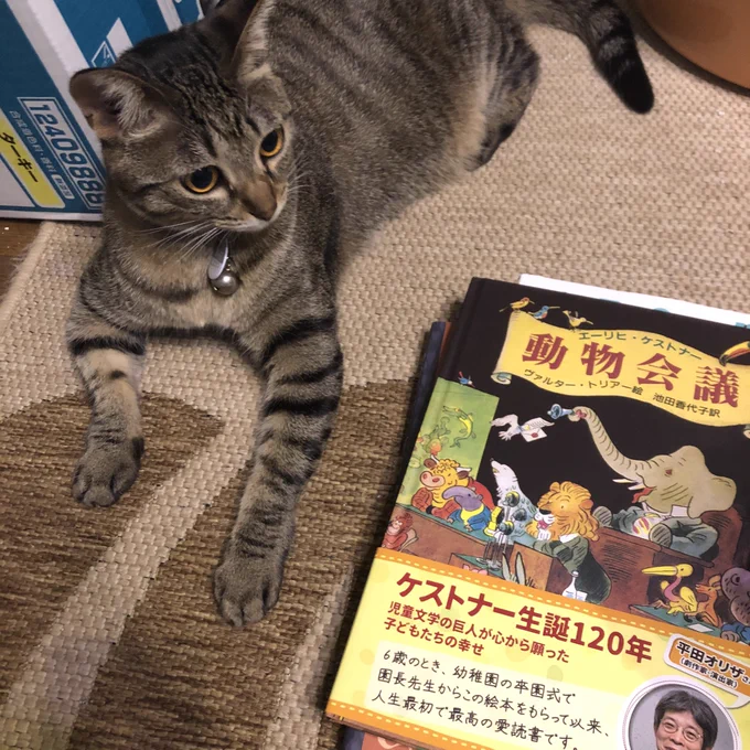 動物会議と猫 