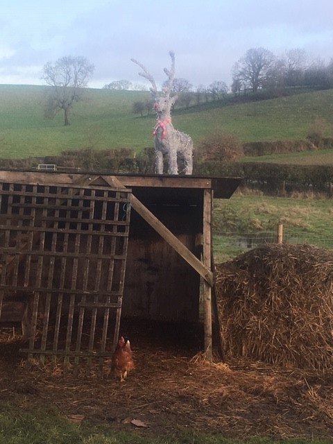 It seems Rudolph slept in the hen house at Wootton Park last night ... Clara the hen wasn't best pleased, we hope she still laid eggs for our guests this morning! woottonparkpods.co.uk #Christmas #freerangeeggs #glamping