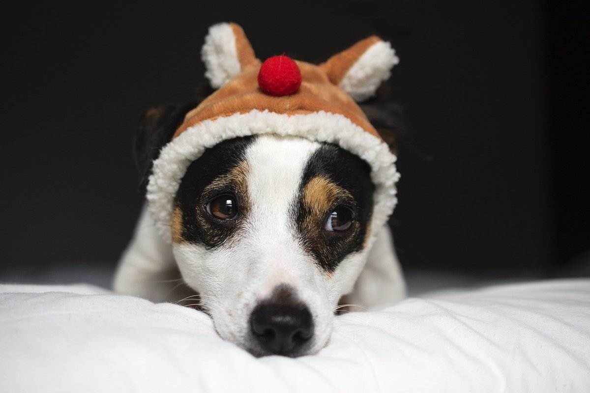 annafreuduk's tweet photo. #Christmas can be a time of great fun, but it can also be a challenge for young people struggling with poor mental health. If you need help or support over the Xmas period, our Urgent Help page has a list of organisations which you can contact 24/7: https://t.co/H9HRY9tWZJ https://t.co/a37aIdrWPw