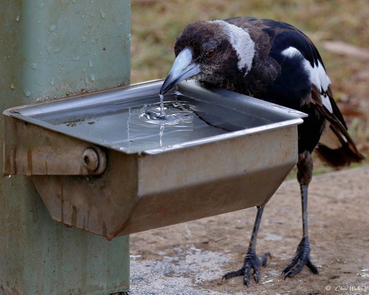 Australian magpie having a drink at the water trough in our local park. #magpie #waterforwildlife #Birdphotography #Queensland