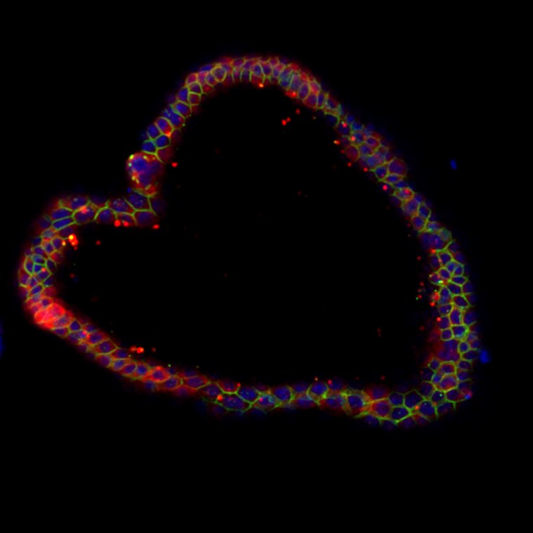 Gurdon Institute tweet media