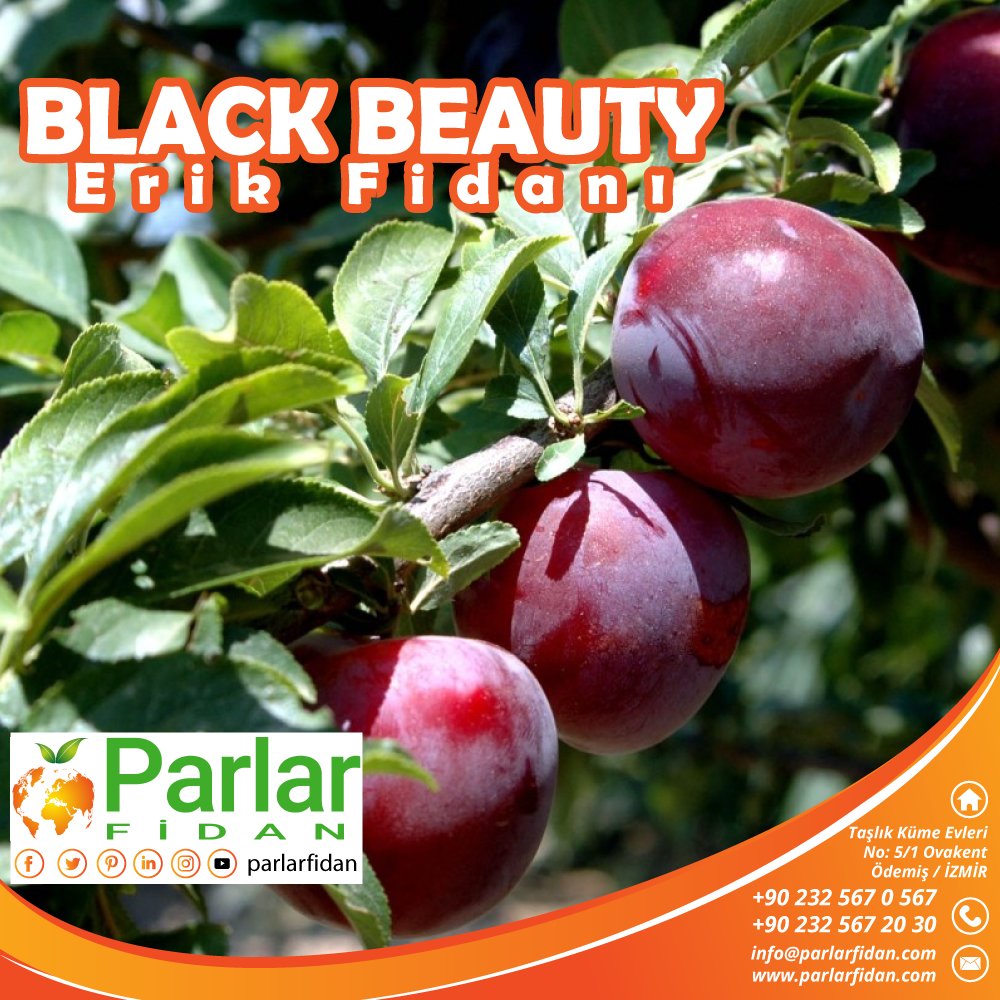 parlarfidan's tweet photo. 👉BLACK BEAUTY Erik Fidanı Parlar Fidancılık 'da
☎️0232 567 20 30📱0530 265 80 65
💻https://t.co/Shj34QXBkj
.
#parlarfidan #sapling #agriculture #bahçeçilik #meyvecilik #plum #plumsapling #erik #erikfidanı #Meyvefidanı #20AralıkDünyaTripGünü #gntm #hayirlicumalar #Cumalar https://t.co/WGlbJpY9QO