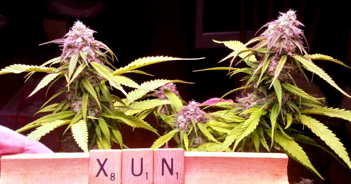 Ultranotecoin's tweet photo. 5 Days to go until #Christmas & have a chance to win a loaded $XUN wallet!
Post a Picture of your #ChristmasTree on #UltraNote Discord #Christmas2019 Channel https://t.co/P8zVQ6rweL
& Most Voted #xmastree will Win the #daily #giveaway wallet!
#RT #altcoin #ChristmasSeason https://t.co/vTYOUBwY3j
