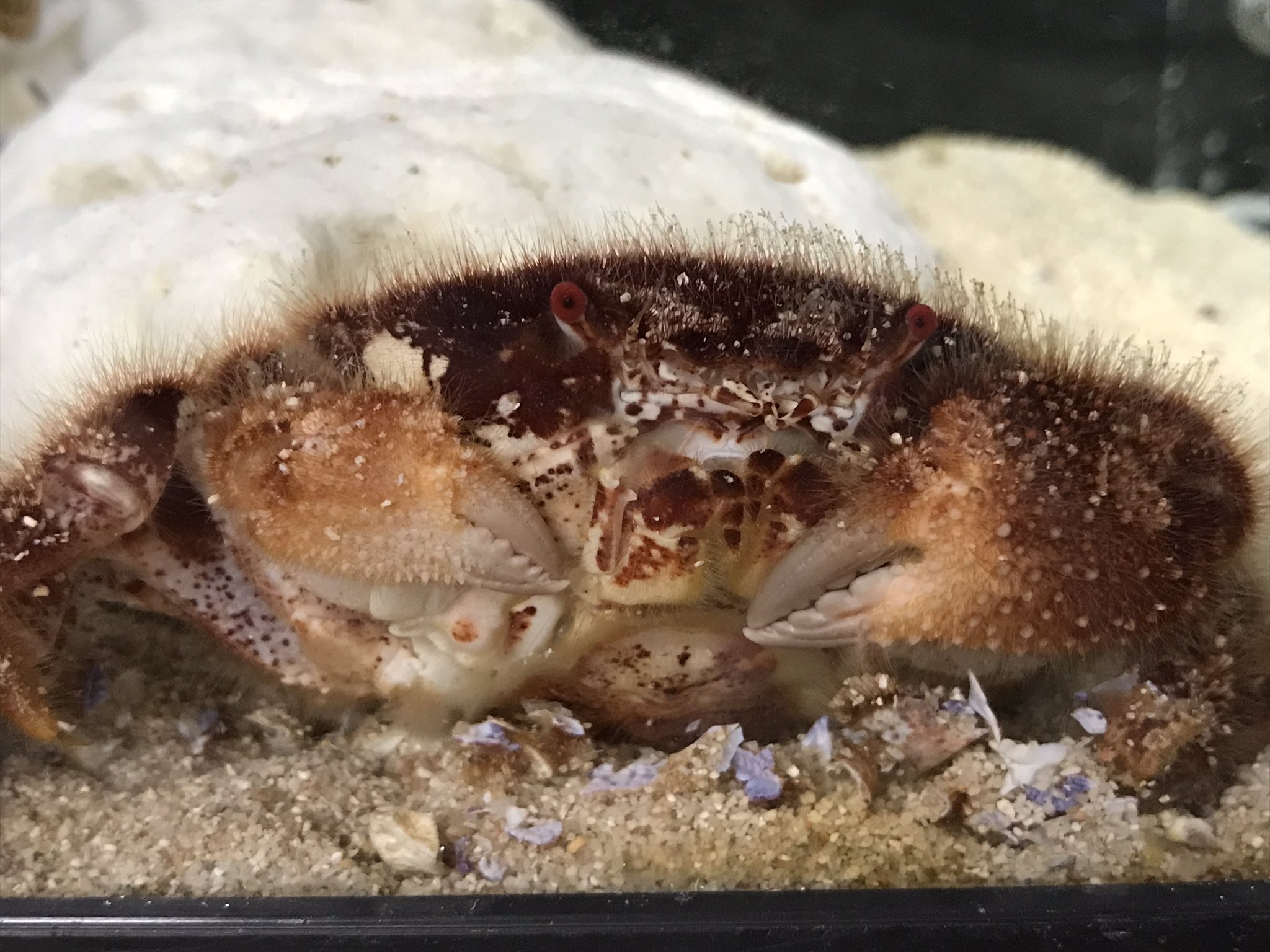 すさみ町立エビとカニの水族館 少し前にご紹介したオオケブカガニさん なんと脱皮をしましてハサミ脚が生えてきた ハサミ 脚が無くなっても一回の脱皮でここまで再生するカニって すっげ 体色も綺麗になってるし 可愛すぎる
