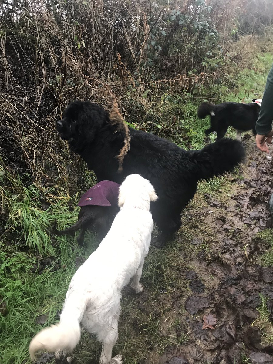 simonwainwrig13's tweet photo. Joined the Mugginton Mutts for a walk this morning - wow! I just love them all β€οΈπΎπΎ #mudwhatmud #friends #winterwalks #newfoundlandpuppy #simon https://t.co/B1qRNmson1