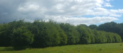 Bomenmakelaar tweet media