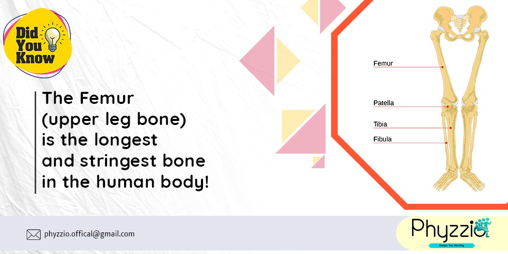 phyzzioofficial's tweet photo. The femur is the thighbone in tetrapods. It connects to the pelvis (hip) at the upper end and to the knee at the lower end. It connects with the hip by a ball-and-socket joint which allows freedom of movement. 
#femur #bone #legbones #humanbody #facts #phyzzio #physiotherapy https://t.co/Qs2ljQ5Dem