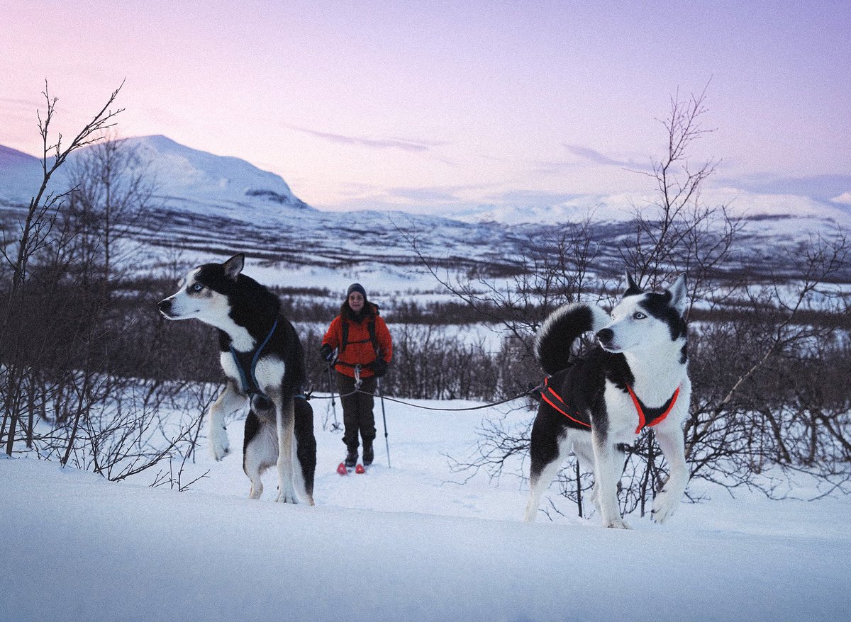 Jonathan Stokes (@stokesjon) on Twitter photo The legends - Fenja and Anouki - (and guide Ă
sa from Outback Abisko) đ¸đŞ
â˘
#Husky Skiing in #Abisko. At this time of year the sun doesnât rise above the horizon but it is far from dark, with the sky full of colour
â˘
@swedishlapland <a href="/amandacanning/">Amanda Canning</a> <a href="/LPMagUK/">Lonely Planet Mag UK</a> <a href="/lonelyplanet/">Lonely Planet</a> The legends - Fenja and Anouki - (and guide Ă
sa from Outback Abisko) đ¸đŞ
â˘
#Husky Skiing in #Abisko. At this time of year the sun doesnât rise above the horizon but it is far from dark, with the sky full of colour
â˘
@swedishlapland <a href="/amandacanning/">Amanda Canning</a> <a href="/LPMagUK/">Lonely Planet Mag UK</a> <a href="/lonelyplanet/">Lonely Planet</a>