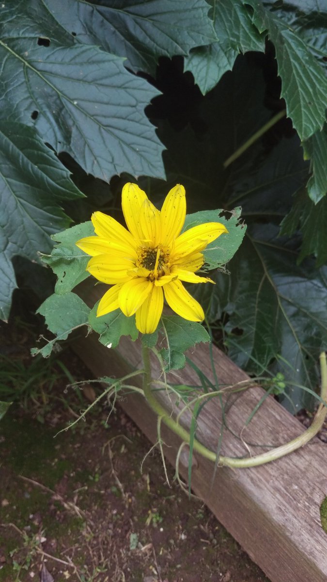 Courtney Allison Zamora (SneakyChick1722) Twitter