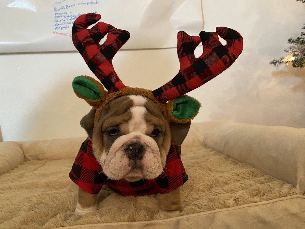 JjKubski's tweet photo. #englishbulldog #puppy Best Christmas π in the world. Her name is Ruth last name Langmore #theozarks #ruthlangmore #langmore @batemanjason @juliagarner94 https://t.co/neDesSxGUK