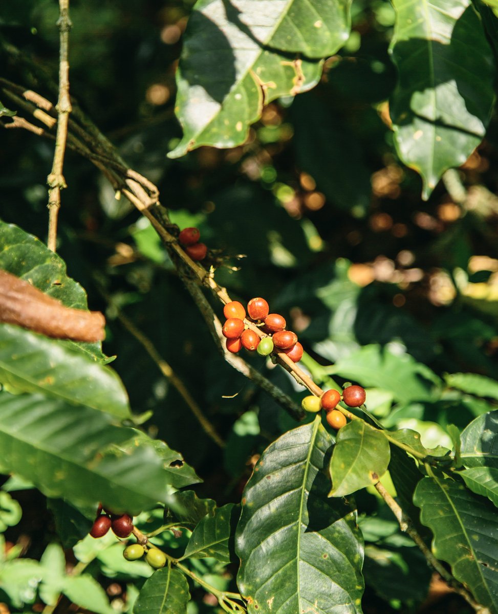 Leaf me alone, it’s coffee time! 🌱🍃
-
-
-
#kaffenofacts #espresso #cappuccino #coffee #cafe #latte #coffeetime #barista #coffeeshop #coffeelover #food #latteart #love #coffeelovers #breakfast #instacoffee #caff #instagood #coffeeaddict #foodporn #coffeeholic
