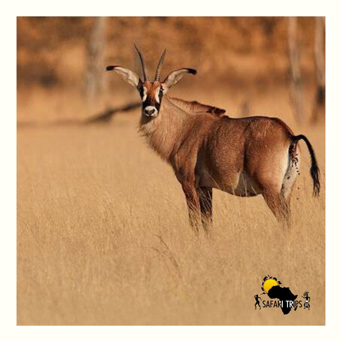 LionsandCurious's tweet photo. One of the largest African antelopes, the roan antelope.
.
Bookings are essential 
☎ 082 997 0661 
📫 info@safaritrips.co.za
 . 
#safaritrips #africansafari #antelopes #roan #horns #herds #animalfact #roanfact #funfacts #safariguide #wildlife #safari #animails #nature #travel https://t.co/rxw37ygd2V