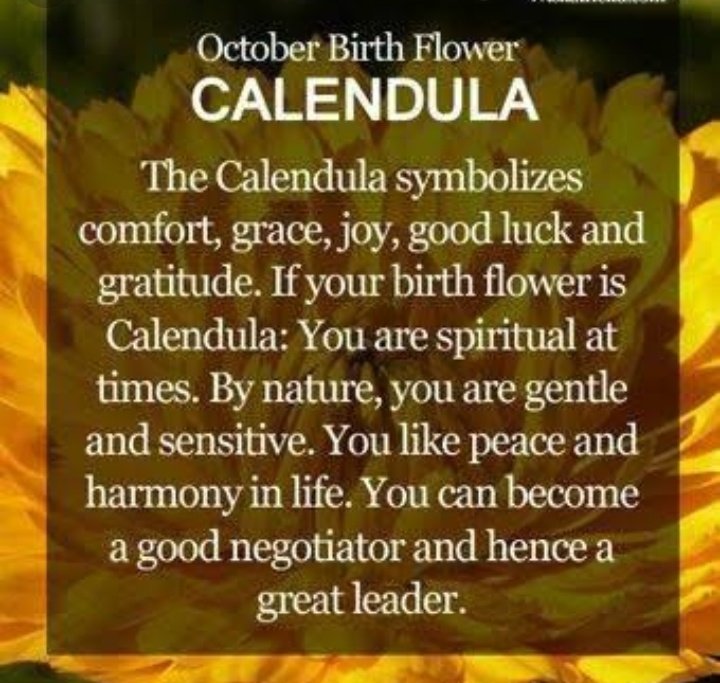 JIMINOctober 13Birth Flower: CALENDULA-Symbolizes grace, gentle and sensitivity. The calendula flower has that vibe of the warmth of a rising sun.
